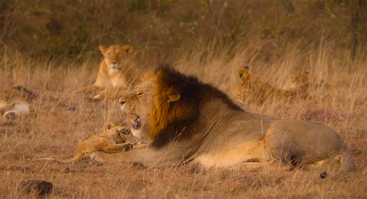 Lion In Secret World Of Sound David Attenborough