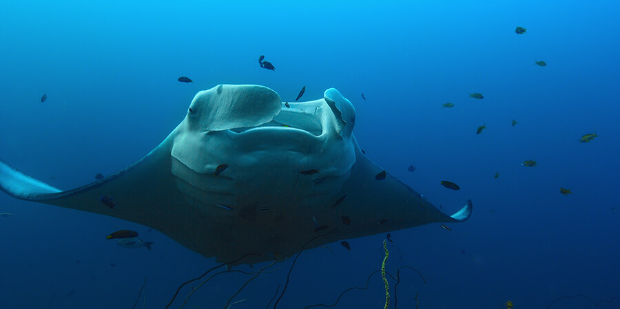 Episode 2 Indian Ocean Our Oceans Netflix Nature Doc Narrated By Barack Obama