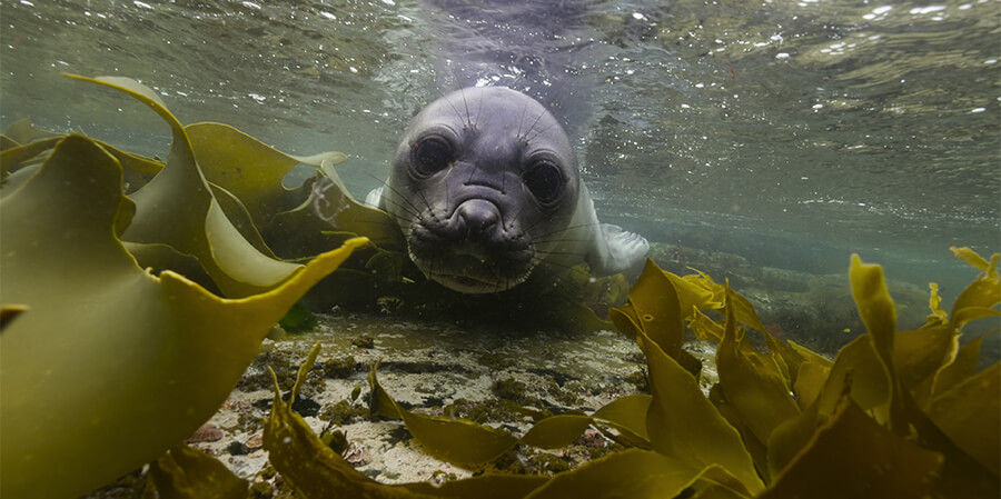 Episode 5 Our Oceans Netflix Nature Doc Narrated By Barack Obama