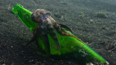 ‘Our Oceans’ Netflix Nature Documentary Narrated by Barack Obama Sets November 2024 Release