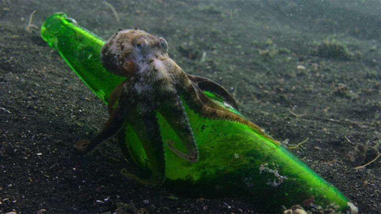 Our Oceans Netflix Nature Doc Narrated By Barack Obama