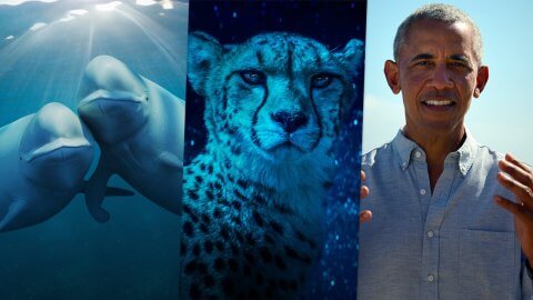 The 10 Must-Watch Nature Documentaries on Netflix in 2025