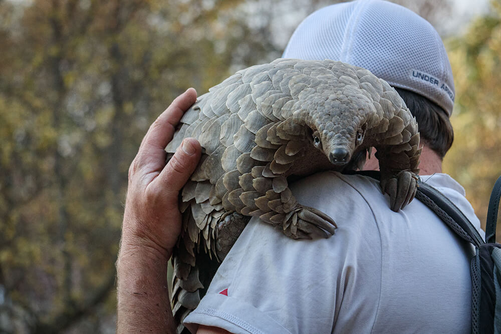 Pangolin: Kulu's Journey. Cr. Gareth Thomas/courtesy Of Netflix