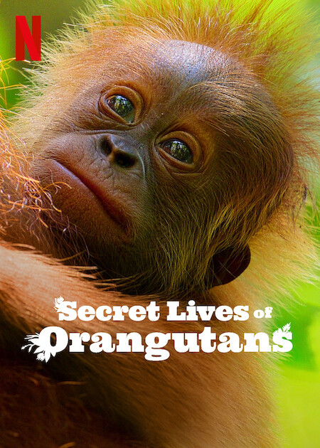 Secret Lives of Orangutans on Netflix